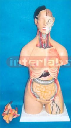 85 CM TALL MUCH SEX ADVANCED EMULATIONAL HUMAN MODEL WITH HEAD & BACK DISSECTION (40 PCS)